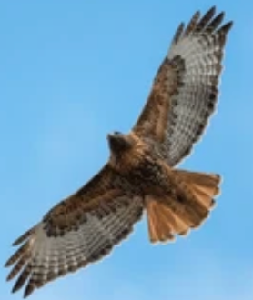 HAWK Withdrawn from NIST Post-Quantum Signature Competition